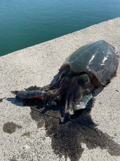 モンゴイカの釣果