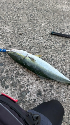 ブリの釣果