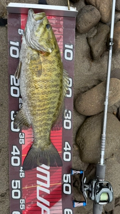 スモールマウスバスの釣果