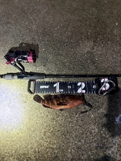 アコウの釣果