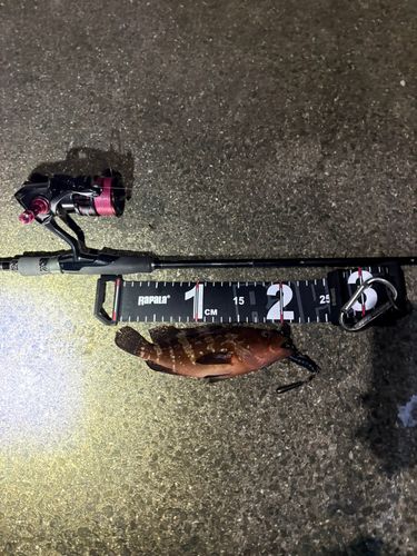 アコウの釣果