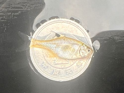 タイリクバラタナゴの釣果