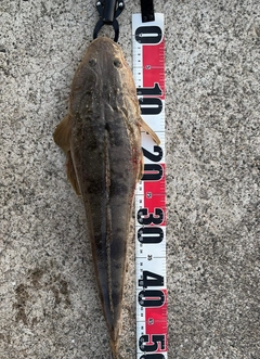 マゴチの釣果