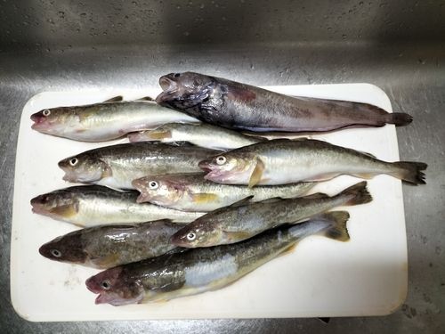 コマイの釣果