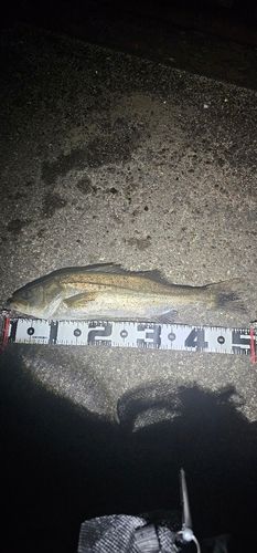 セイゴ（タイリクスズキ）の釣果