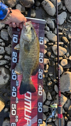 スモールマウスバスの釣果