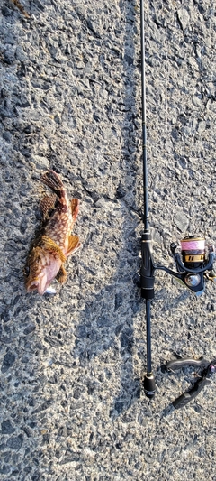 カサゴの釣果