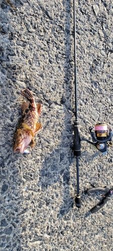 カサゴの釣果