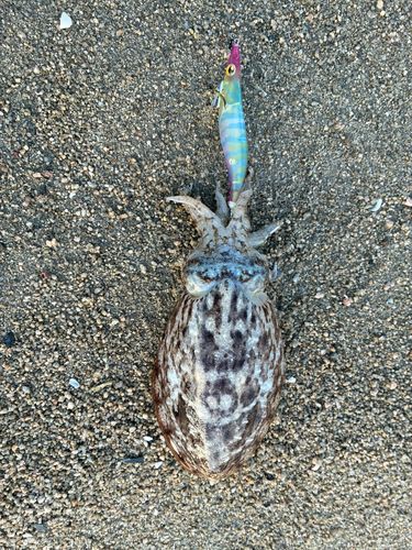 コウイカの釣果