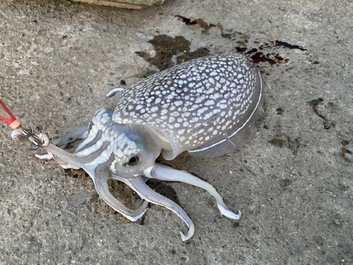 シリヤケイカの釣果