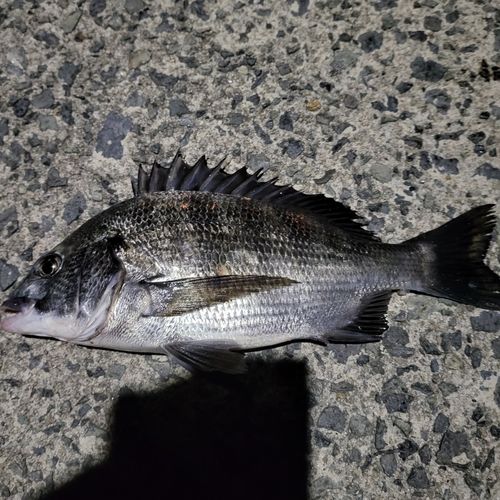 チヌの釣果