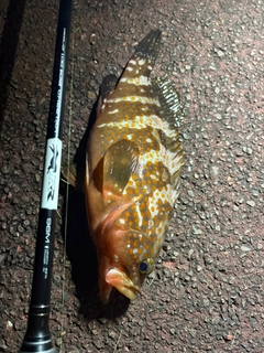 アコウの釣果