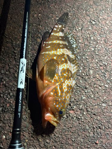 アコウの釣果