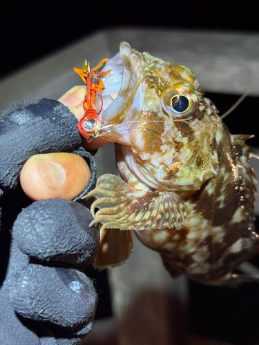 カサゴの釣果