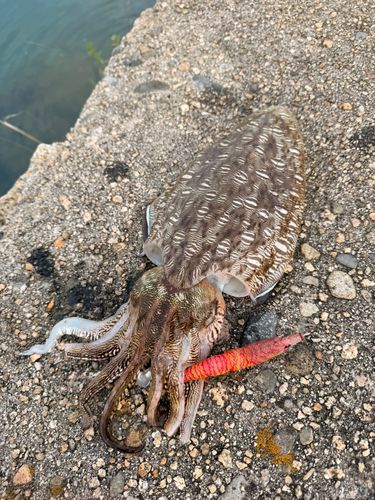 モンゴウイカの釣果