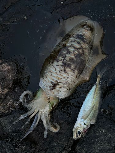 アオリイカの釣果
