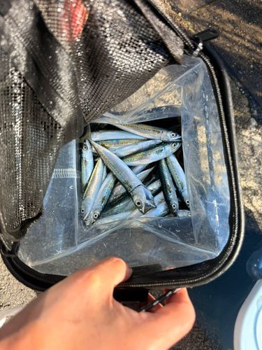 サバの釣果