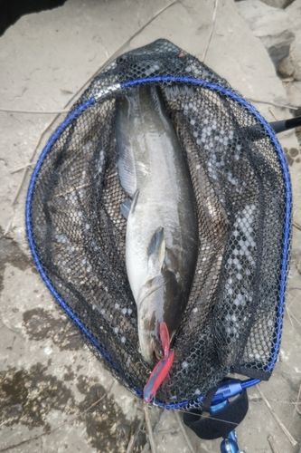 ナマズの釣果