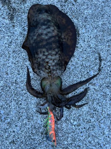アオリイカの釣果