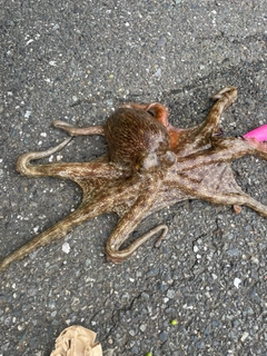 タコの釣果