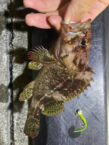 ムラソイの釣果