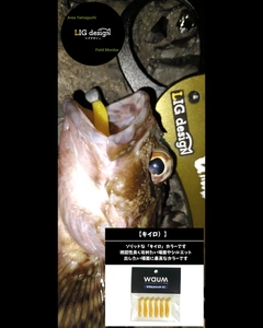 アコウの釣果