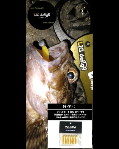 アコウの釣果