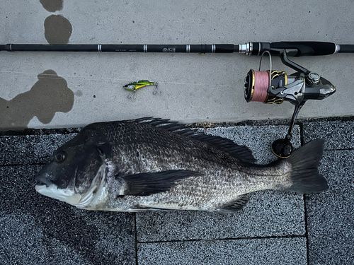 クロダイの釣果