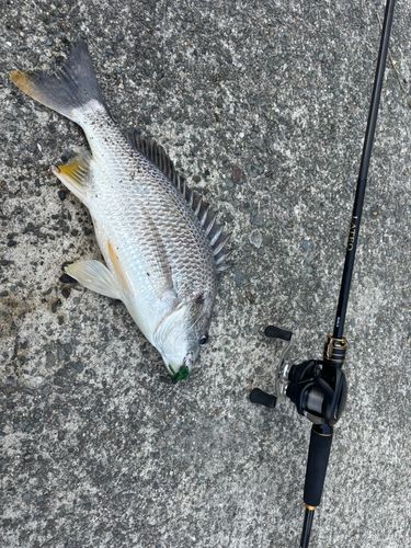 キビレの釣果