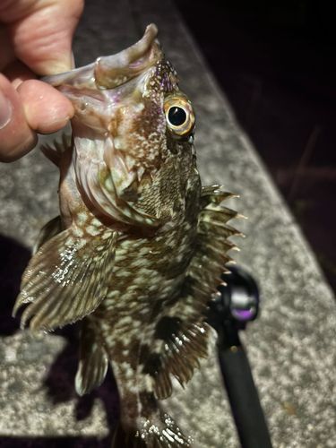 ガシラの釣果