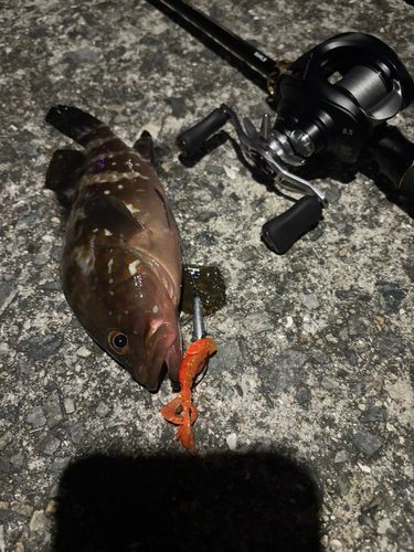 アコウの釣果
