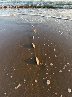 キスの釣果