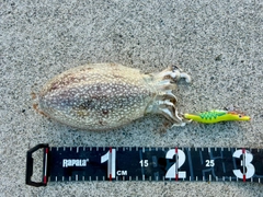 シリヤケイカの釣果