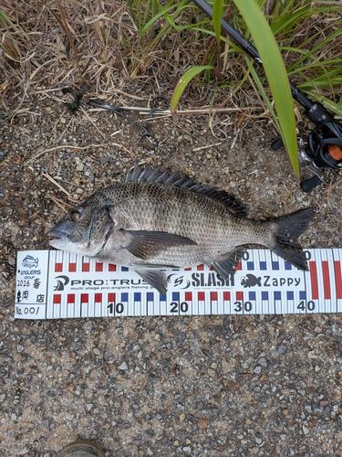 チヌの釣果