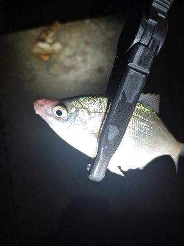 タナゴの釣果