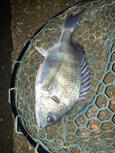 キビレの釣果