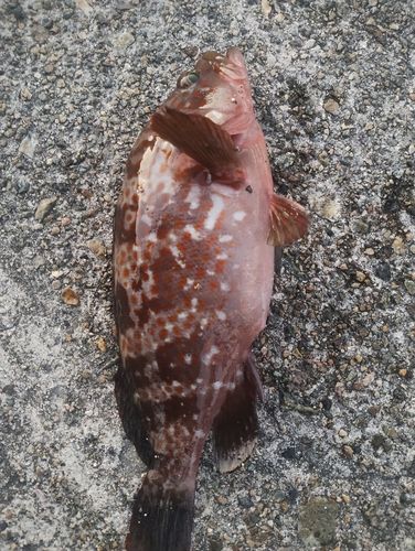 キジハタの釣果
