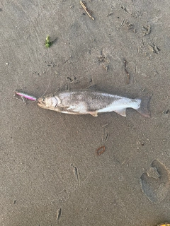 アメマスの釣果