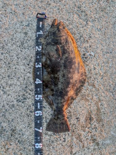 ヒラメの釣果