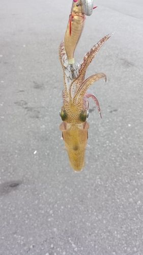 ヒイカの釣果