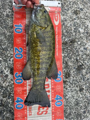 スモールマウスバスの釣果