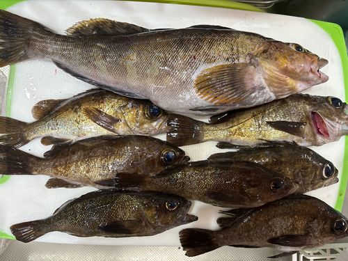 アイナメの釣果