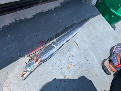 タチウオの釣果