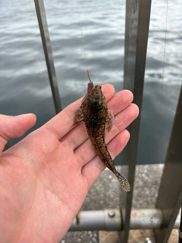 メゴチの釣果