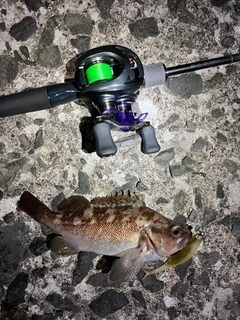エゾメバルの釣果