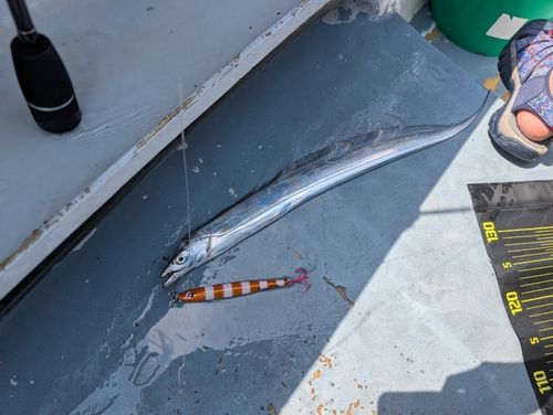 タチウオの釣果