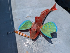 ホウボウの釣果