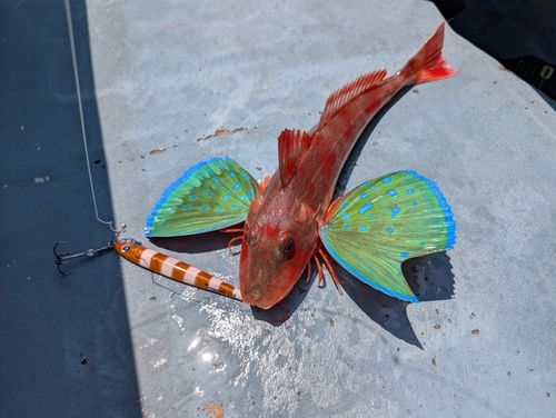 ホウボウの釣果