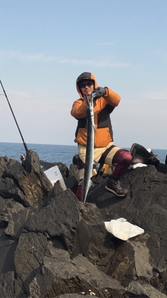 ダツの釣果