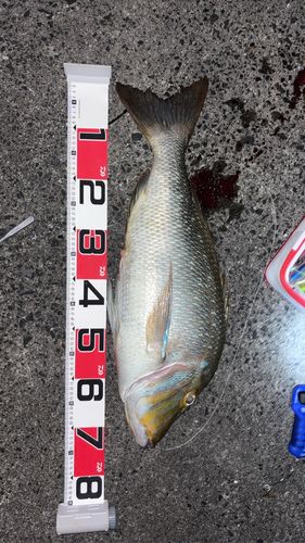 タマンの釣果